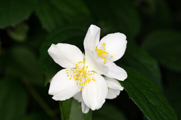 White flowers hanging on a tree with green leaves (Jasmine flower plant in nature) - Macro shot in forest