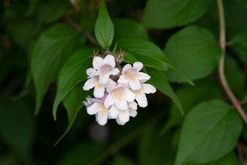 White flowers hanging on a tree with green leaves (Jasmine flower plant in nature) - Macro shot in forest