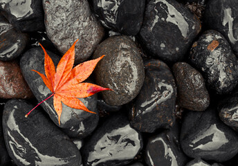 black japan leaf orange rain