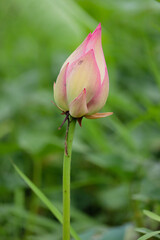 Beautiful lotus buds in the lake.Nelumbo nucifera, also known as Indian lotus, sacred lotus, bean of India, Egyptian bean or simply lotus, is one of two extant species of aquatic plant in the family