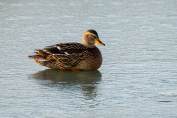 Ducks on the transparent ice of a frozen river on a frosty Sunny winter day.