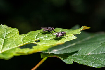 A fly sitting on a leaf in a German forest and enjoying the sun - macro shot/foto