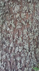 The pattern of a tree in the forest for the background