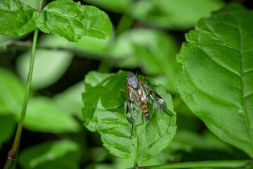 A fly sitting on a leaf in a German forest and enjoying the sun - macro shot/foto