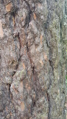 The pattern of a tree in the forest for the background