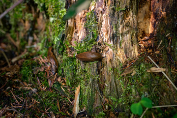 Fototapeta premium Beautiful naked snail sitting on a tree in a german forest, Germany
