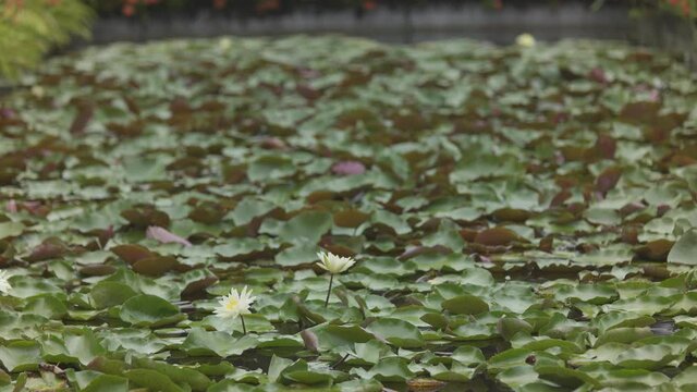 Beautiful water lilies HLG film Taipei Botanical Garden, Taiwan