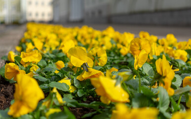 Yellow violets on a city flowerbed in spring in fine weather.