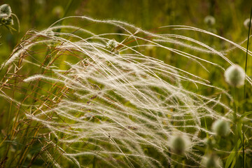 
Feather grass - Steppe wild grass with narrow leaves
