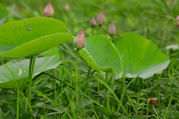 Beautiful lotus buds in the lake.Nelumbo nucifera, also known as Indian lotus, sacred lotus, bean of India, Egyptian bean or simply lotus, is one of two extant species of aquatic plant in the family