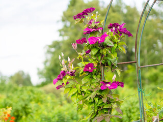Clematis ´Rouge cardinal` blooming in a garden in the autumn, closeup with copy space