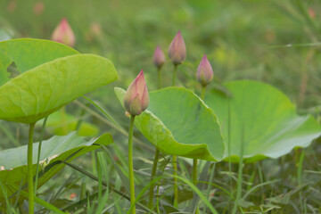 Beautiful lotus buds in the lake.Nelumbo nucifera, also known as Indian lotus, sacred lotus, bean of India, Egyptian bean or simply lotus, is one of two extant species of aquatic plant in the family