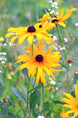 bright beautiful flowers in  botanical garden