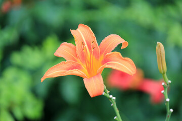 bright beautiful flowers in  botanical garden