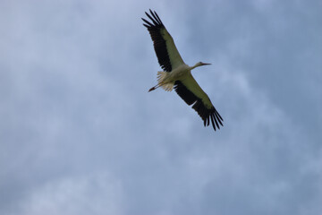 Storch gleitet durch die Luft
