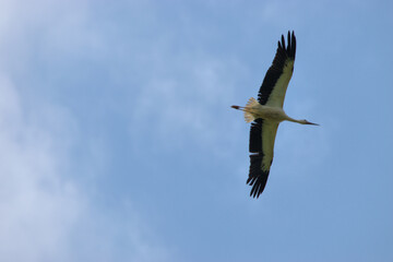 Storch gleitet durch die Luft