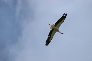 Storch gleitet durch die Luft