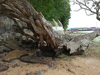 old tree roots by the beach