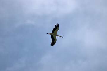 Storch gleitet durch die Luft