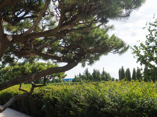 natural background, branches with pine bark looking up