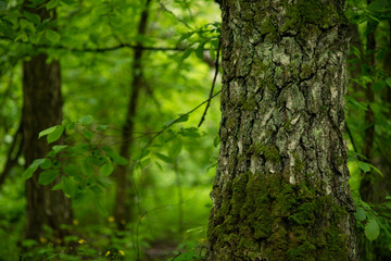 Old big tree in the forest overgrown with moss