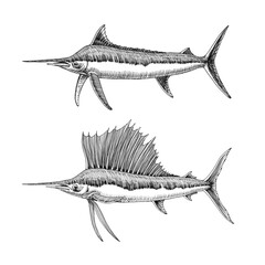 blue atlantic marlin & sailfish with large fin, commercial marine fish, delicious seafood, engraving, sketch, illustration with black ink lines isolated on a white background in a hand drawn style © Николай Шитов
