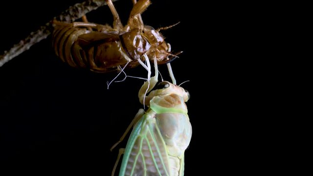 アブラゼミの羽化の途中　チルトダウン
