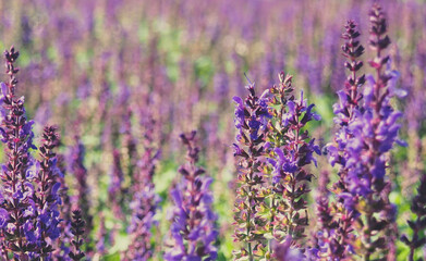 Field of clary sage in the early morning, before the sunrise. Provence, France. Beautiful purple sage flowers blooms in the summer meadow. Flower background