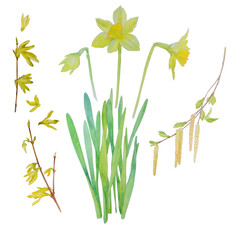 Watercolor spring flowers set. Beautiful daffodils, forsythia and birch branch isolated on a white background.