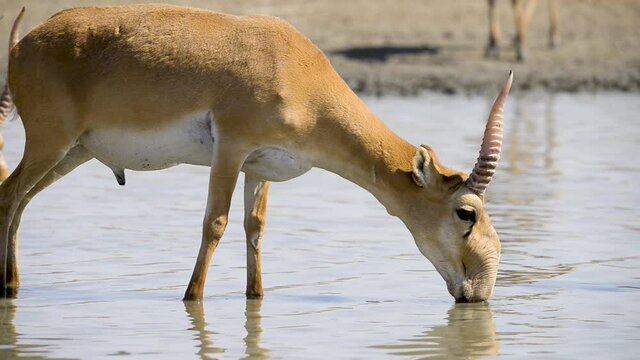 A herd of Saigas drink a water from lake in wild nature