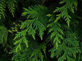 Background of Christmas tree branches. nature natural background branches of thuja, pine as a substrate for design