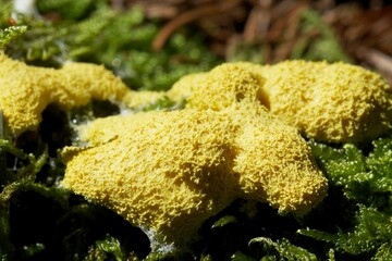 Gelbe Lohblüte grell gelber Pilz 