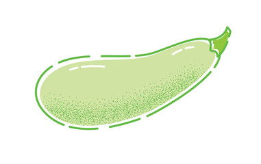 Zucchini. Vector illustration of a tasty green vegetable in flat and line-art style for print, banner or postcard.