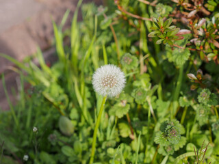 タンポポの種（綿毛）