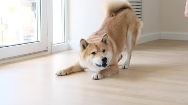 Portrait of a cute playing japanese Shiba Inu dog. A cute shiba inu dog is looking at the camera and play.