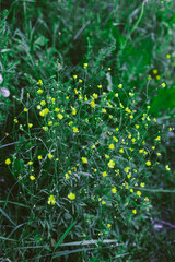 Small yellow flowers of nyctalopia against background of large dark green leaves. Tropical forest. 