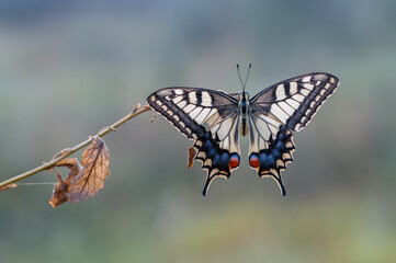 Wonderful butterfly Papilio machaon spread its wings on a summer day