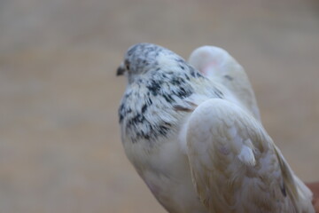 Close up shot of beautiful pigeon bird, Pigeon close up