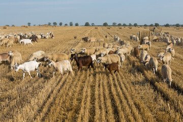 Fototapeta premium A herd of goats graze on a mown field after harvesting wheat. Large round bales of stacks.