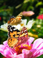 Schmetterling auf Blüte