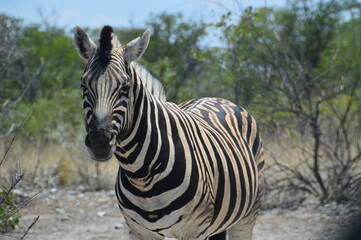 Fototapeta premium A herd of African Zebras with their foals in Etosha National Park, Namibia