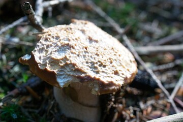 Steinpilz von Mäuse angenagt