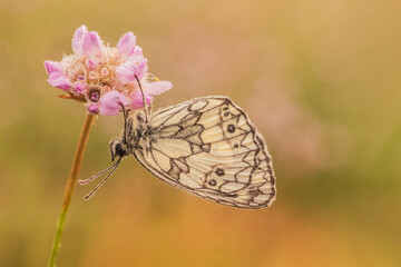 polowiec szachownica, motyl