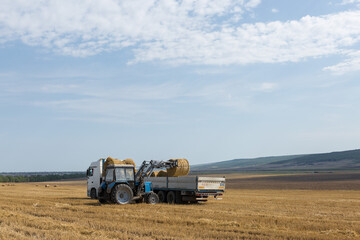 A tractor puts round bales of straw into a trailer of a machine on a mowed wheat field.