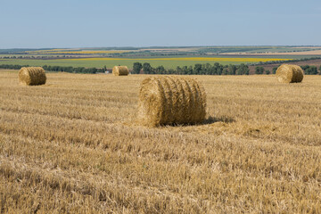 Field after harvest in the morning. Large bales of hay in a wheat field.
