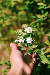 Fototapeta na wymiar Mano con flores blancas y hojas verdes
