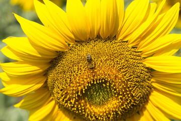 Naklejka premium Bright golden sunflower field at sunset.