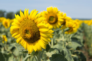 Bright golden sunflower field at sunset.