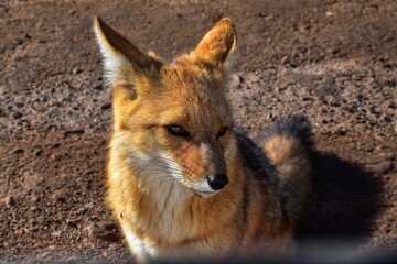 Fototapeta premium Zorro colorado, San Pedro de Atacama, Chile