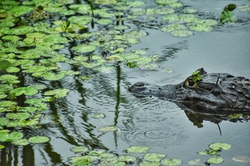 Yacaré en los Esteros del Iberá